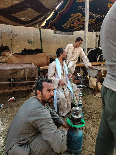 سوق مواشي العيد في السيدة زينب