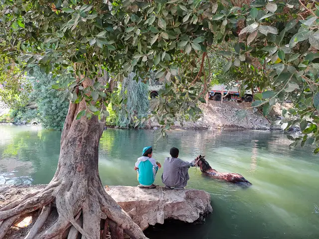 رجلان وحصان يسبح في النيل بقنا