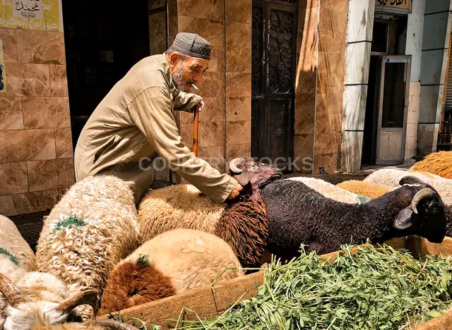 راعي غنم صعيدي بيشد خروف قبل العيد