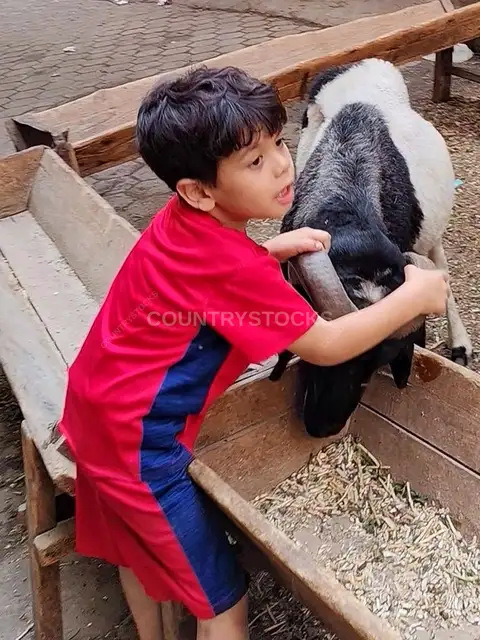 طفل يطعم عجل الأضحية قبل عيد الأضحى في القاهرة