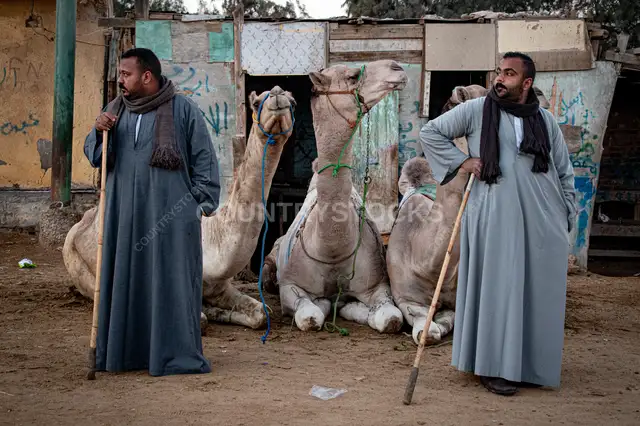 تجار جمال مصريون في سوق تقليدي