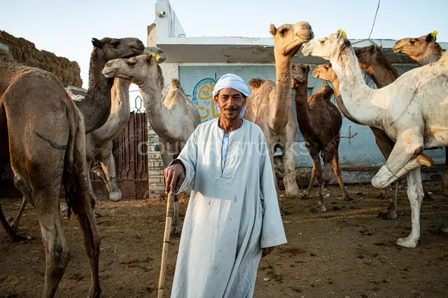 تاجر جمال مصري في سوق الجمال التقليدي