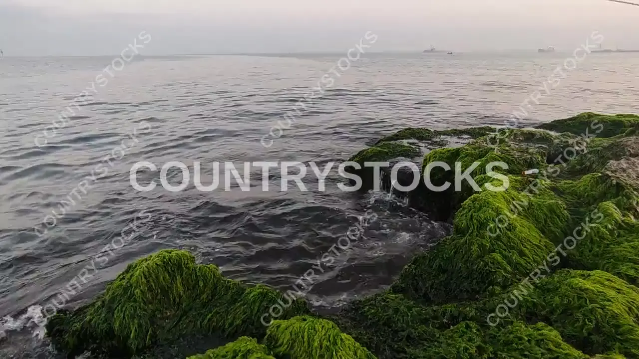 أمواج البحر المتوسط والطحالب الخضراء على شاطئ الماكس