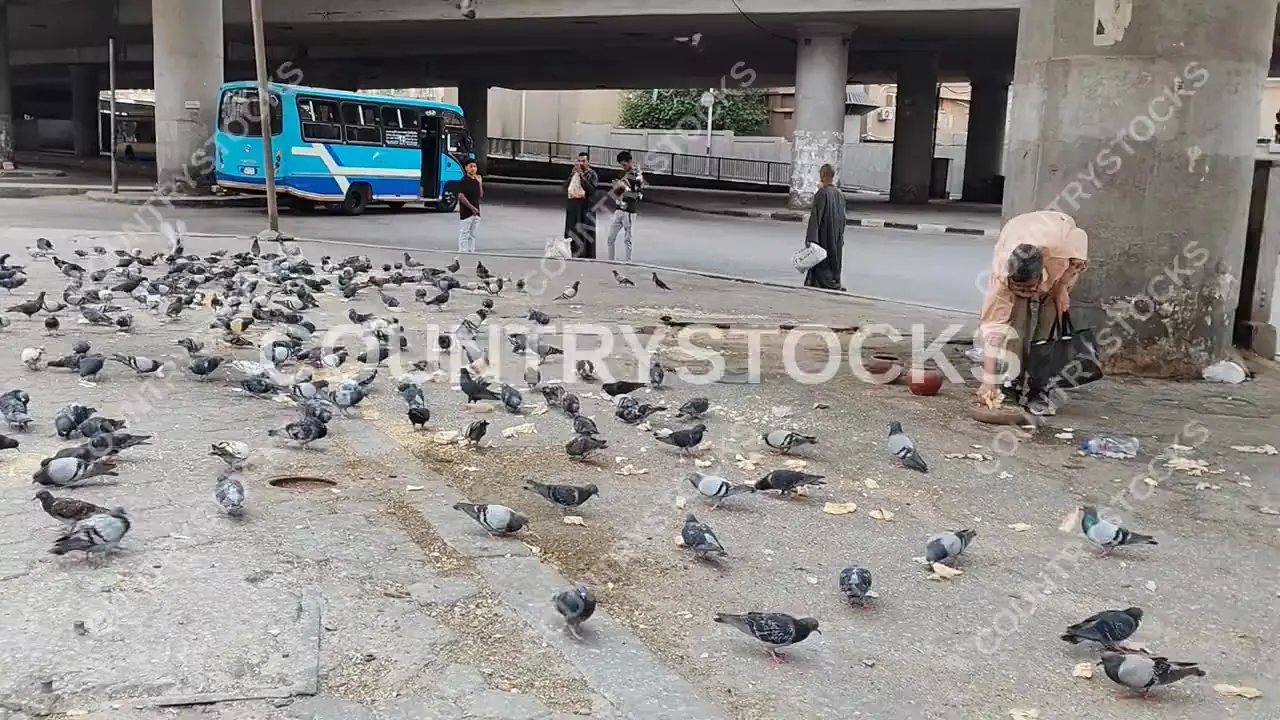 Man Feeding Pigeons Under October Bridge, Cairo