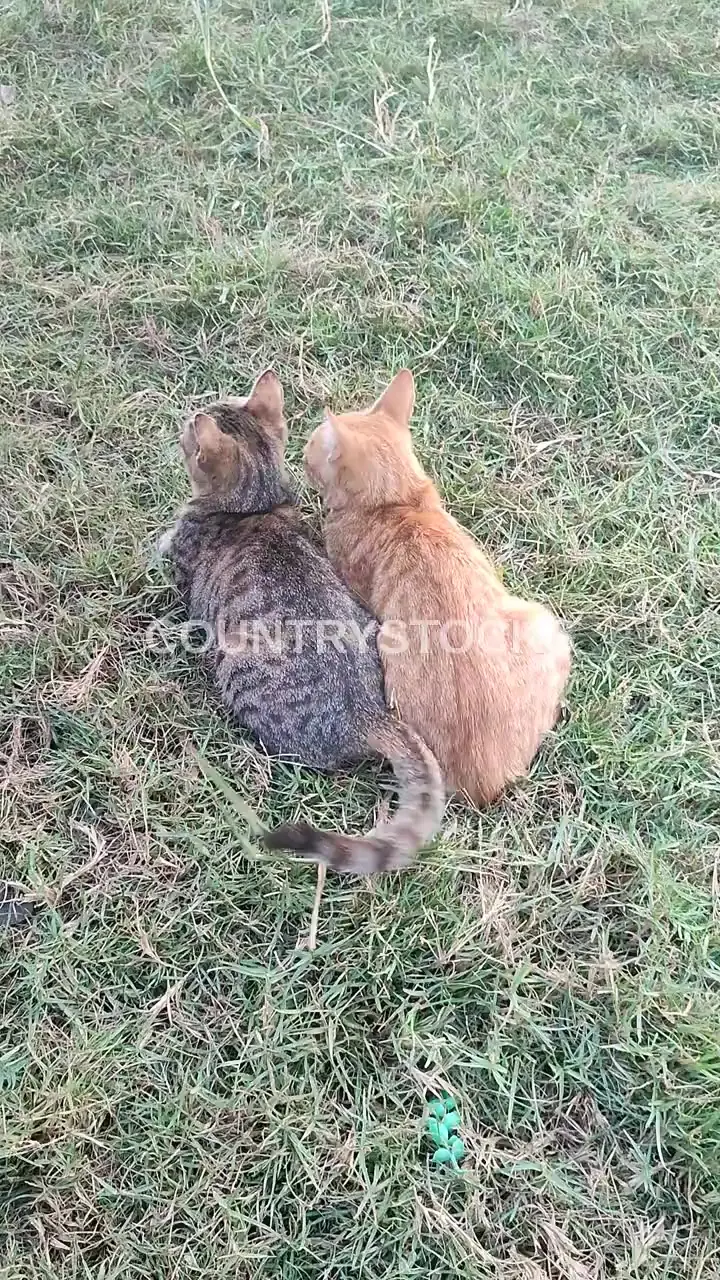 Two Cats Resting Together on Grass, Dahab Island Giza