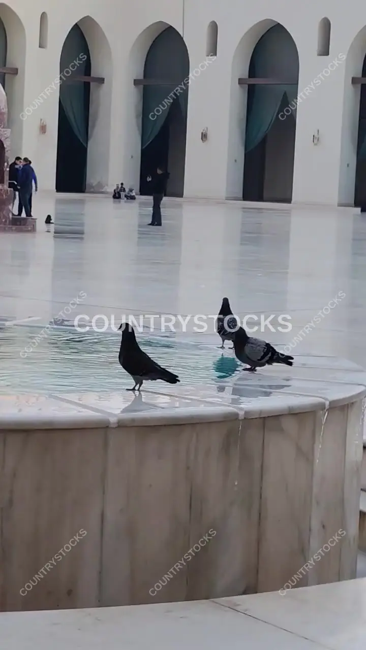 Pigeons at Ablution Fountain, Al-Hakim Mosque Courtyard Cairo