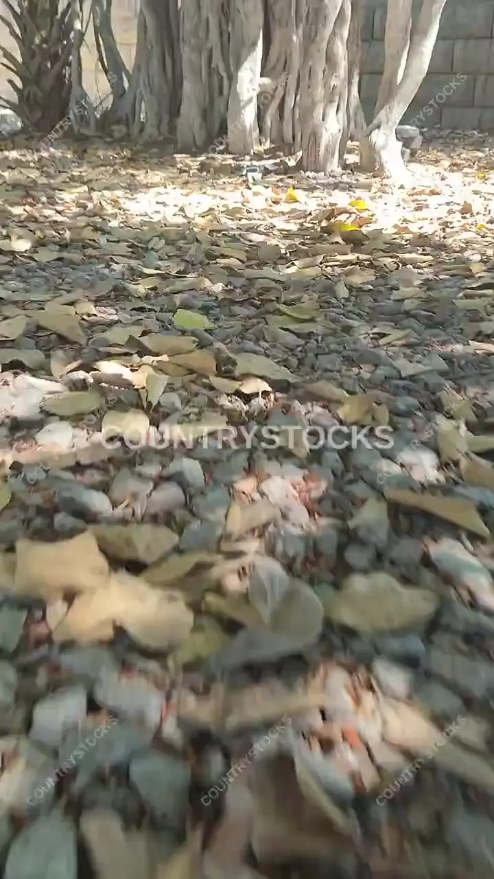 Low-Angle Ground Run Through Ficus Trees, Ismailia