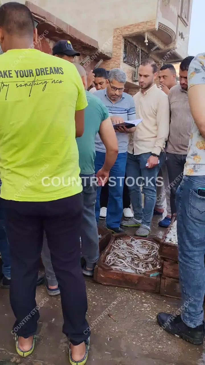 مزاد الأسماك الطازجة في حلقة سمك عزبة البرج بدمياط